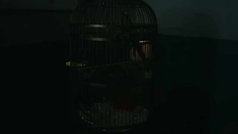 [frantic squawking]