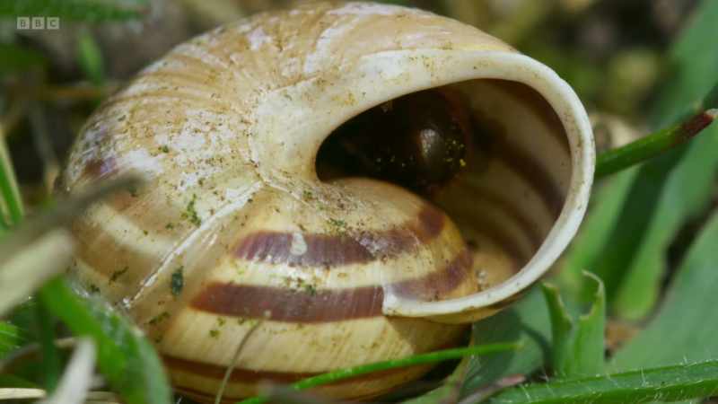 Fresh shells are the strongest