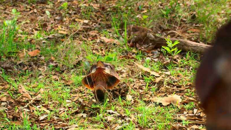 Frilled lizards can be aggressively territorial