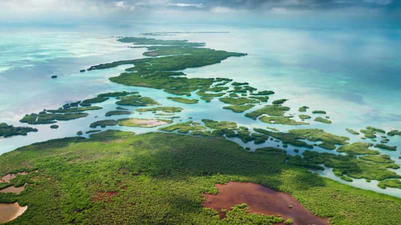 Fringing the coastline of the Tropics