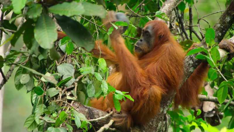 Friska is a mature female