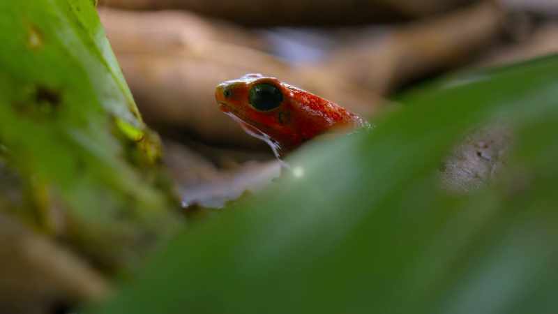 [frog croaking]