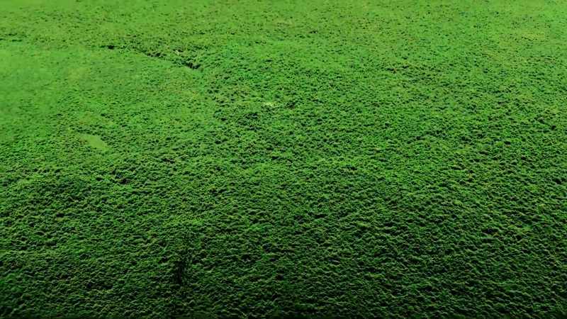 From above, without LiDAR, we see only trees