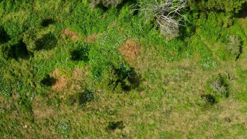 From barren desert to painted paradise