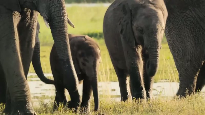 'From birth to adulthood, their brains almost triple in size