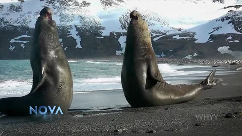 From body-slamming seals