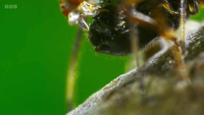 From hunting caterpillars to milking aphids