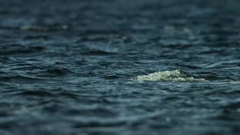 From killer whales to krill
