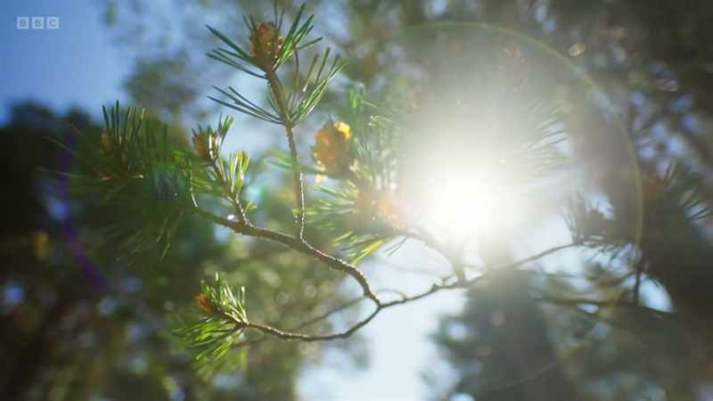 From pine forests, bogs and peatland
