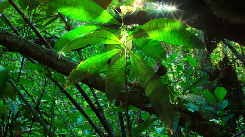From small beginnings, giants emerge