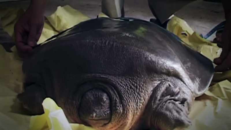 FROM SOFT-SHELL TURTLES WEIGHING MORE THAN 100 POUNDS