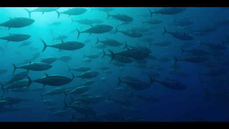 From the Azores