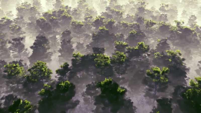 From the seas to the trees