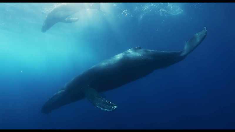 From the smallest microbes to the largest creatures