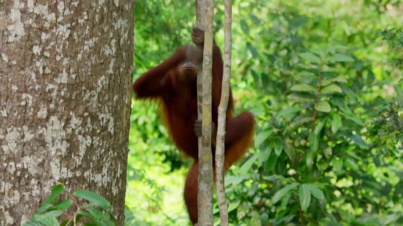 Fruit makes up around 60% of this young orang's diet