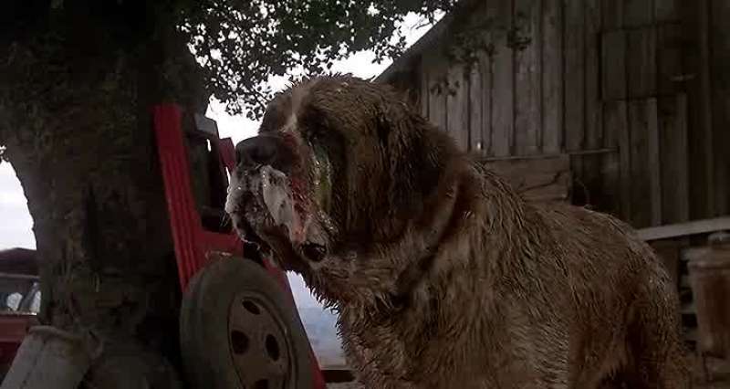 Fuck you dog