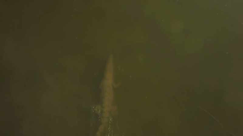 Full-grown crocodiles are apex predators