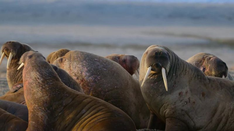 Fully-grown walruses are too thick-skinned