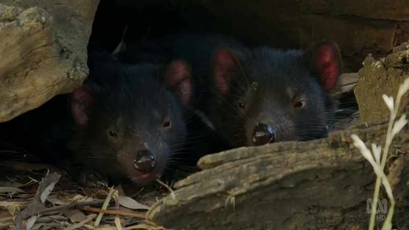 Fully weaned, this is the start of their independence