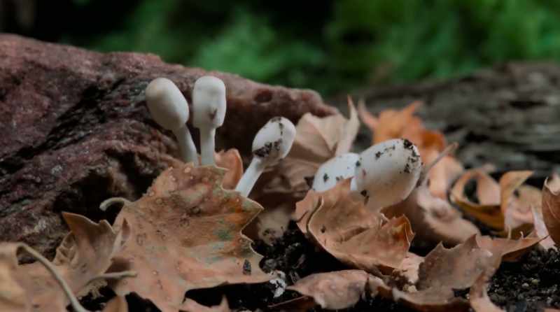 Fungi generate soil that gives life