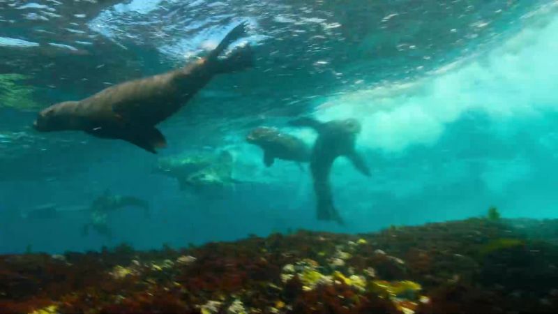 Fur seals thrive and even have time to ride the waves