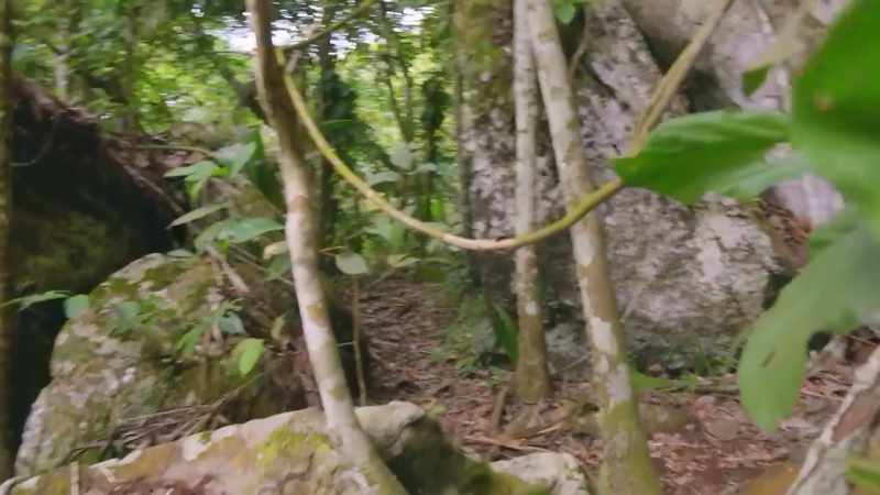 FURTHER ALONG THE CLIFF FACE ARE OTHER EXTINCT ANIMALS