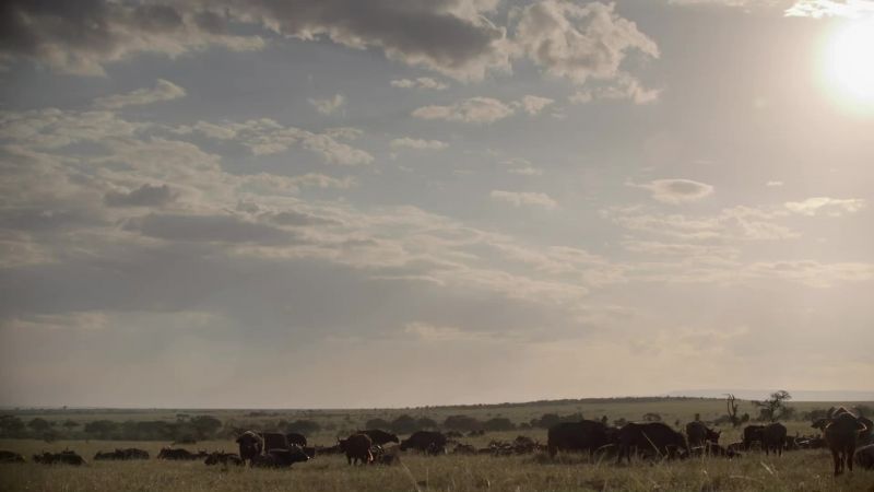 Further south, Naboisho, has a distinct