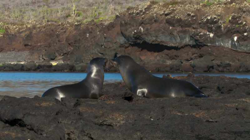 Galapagos marine life relies on cold, deep currents