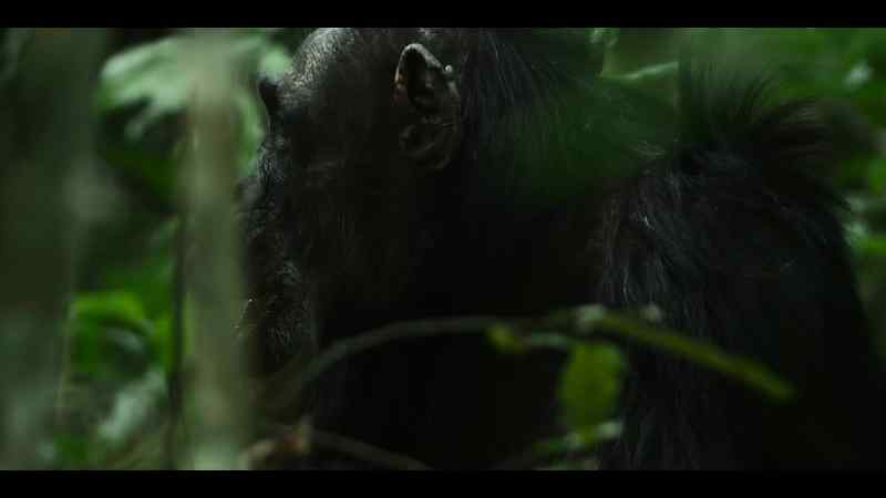 Garbo is the oldest chimp at Ngogo
