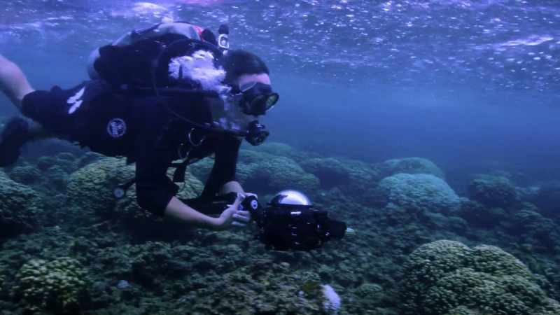 [Gates] Coral bleaching itself is a stress response
