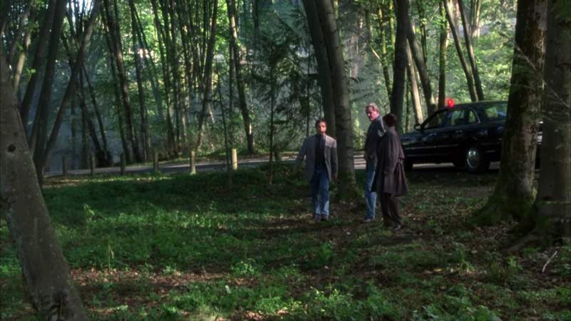 Gather up all these leaves for trace evidence