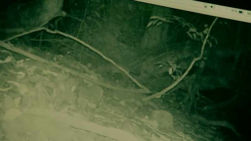 GENETS ARE SMALL, CATLIKE MAMMALS