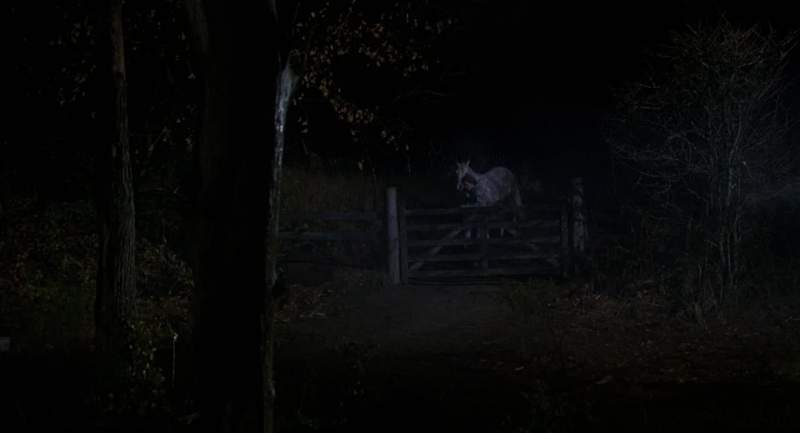 Gentle Equus meek and mild