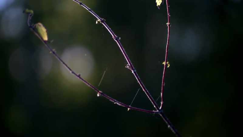 [gentle music]