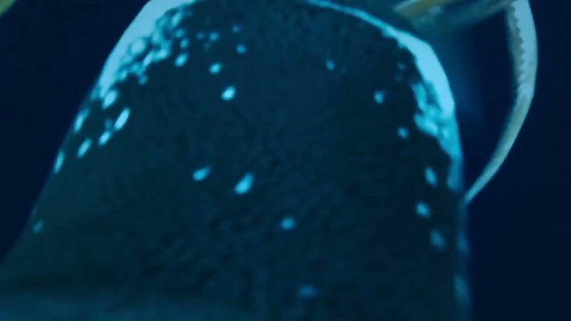 'Gentoo penguins wrestle over the largest squid