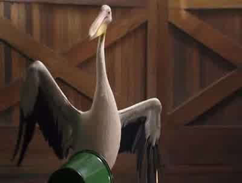 Get back here Come on I'll fight you with one wing behind my back