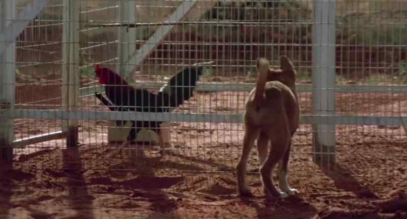 Get that bloody dingo out of here!
