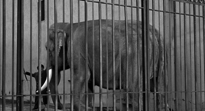 Get that elephant out of there