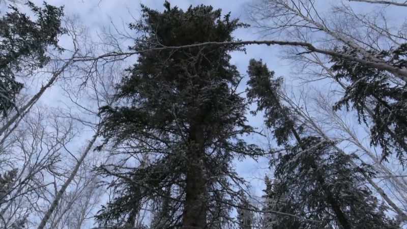Get this thing felled and fire up my big sawmill with the