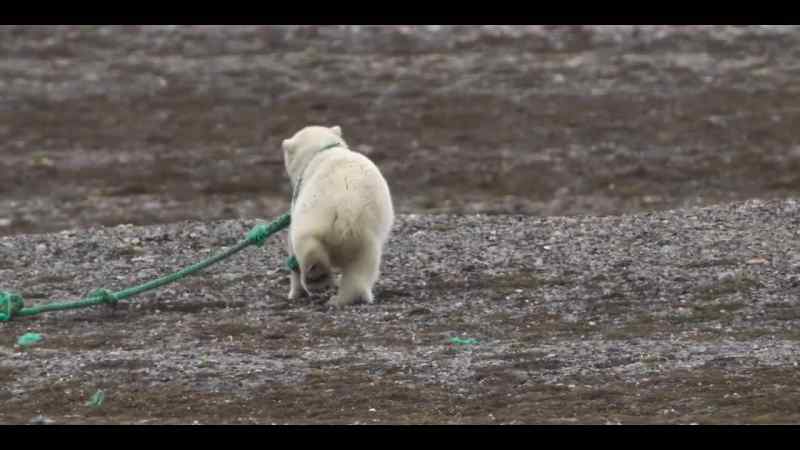 Getting tangled in the shoreline litter can be a death sentence