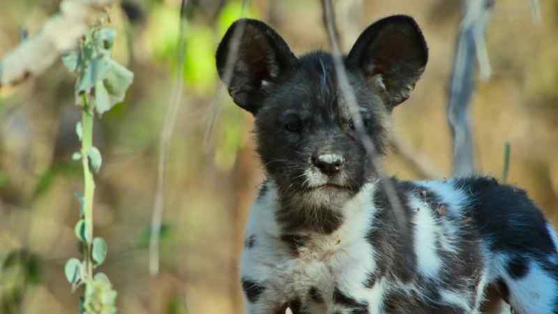 Ghost still lacks her sister's boldness