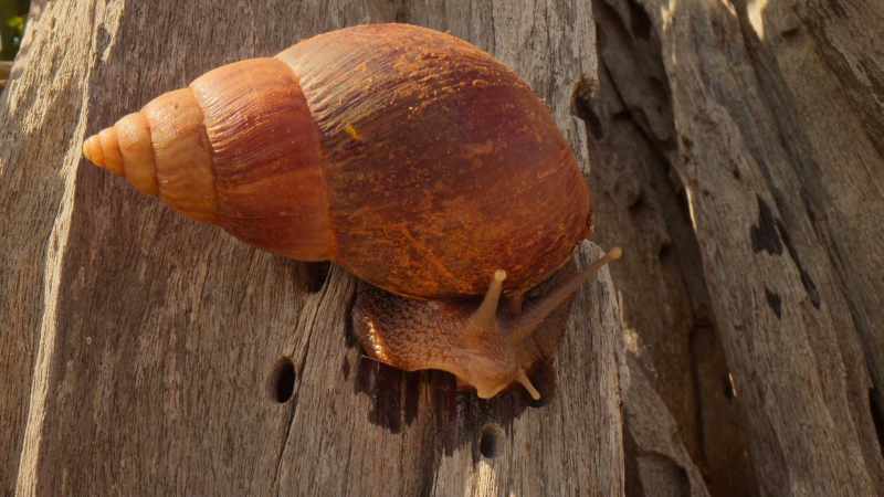 Giant African land snails