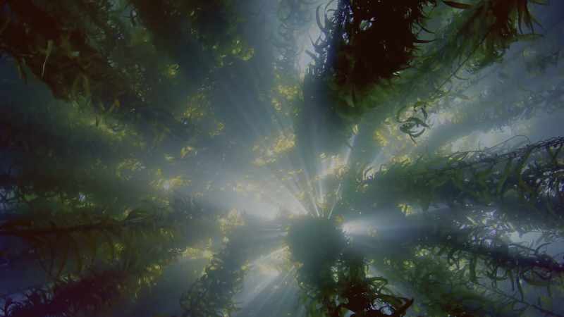 Giant kelp, a seaweed