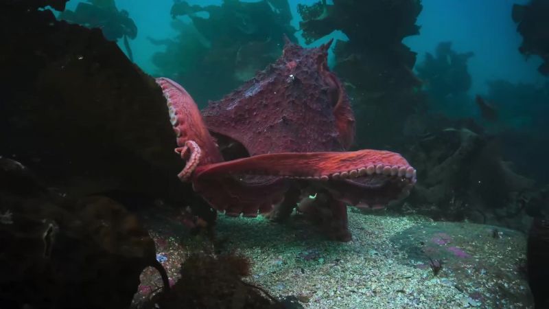 Giant Pacific octopuses can weigh 100 pounds