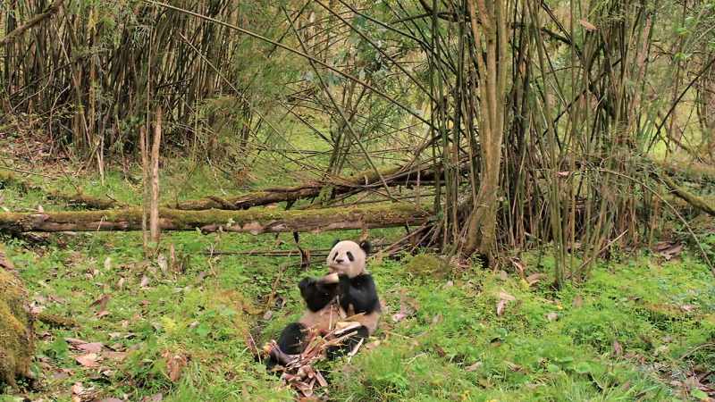 Giant pandas have developed a special feature