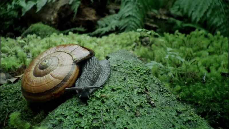 Giant Powelliphanta snails also live on the forest floor