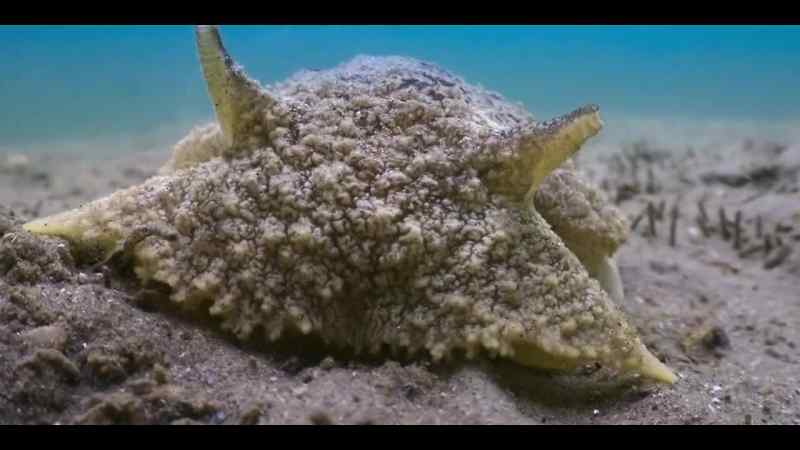 Giant sea slugs are bitten into submission