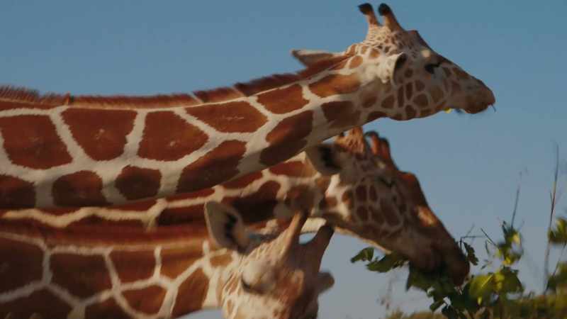 [giraffes grunting]