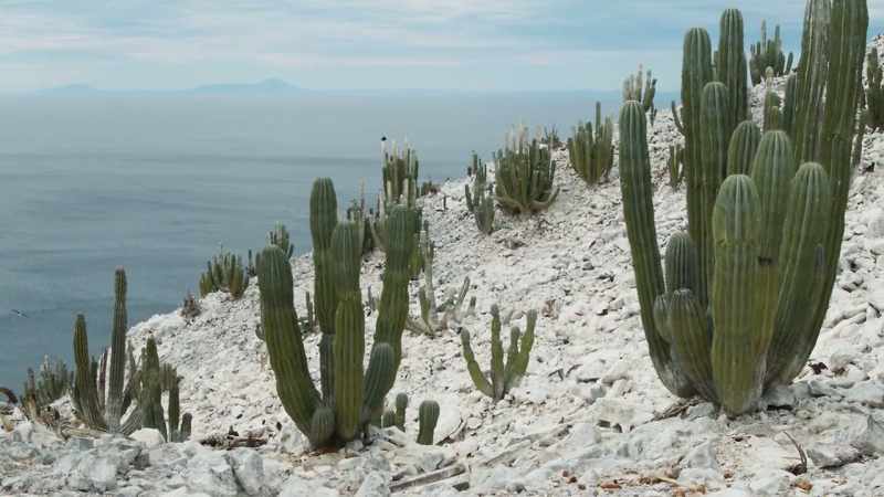 Given that we know that the cardones are linked to the ocean