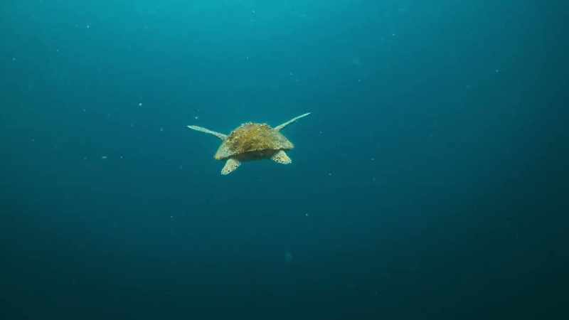 Globally, turtle numbers have been in steep decline